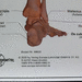 Lerntafelposter Das menschliche Skelett Anatomie  - Bild 2