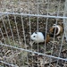  2 Meerschweinchen mit Stall und Freigehege - Bild 7