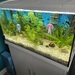 Aquarium komplett zu verkaufen  - Bild 5