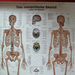 Lerntafelposter Das menschliche Skelett Anatomie  - Bild 3