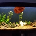 Juwel Vision Aquarium mit Fischbesatz - Bild 4