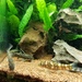 Juwel Vision Aquarium mit Fischbesatz - Bild 6