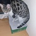 Katzen  - Bild 5