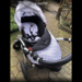 Cybex Auto Sitz und Kinderwagen  - Bild 2