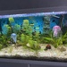 Aquarium komplett zu verkaufen  - Bild 9