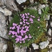 Meran in der Blüte Wanderung  - Bild 2