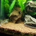 Juwel Vision Aquarium mit Fischbesatz - Bild 5