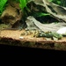 Juwel Vision Aquarium mit Fischbesatz - Bild 7