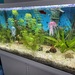 Aquarium komplett zu verkaufen  - Bild 3