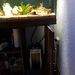 Juwel Vision Aquarium mit Fischbesatz - Bild 2