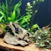 Juwel Vision Aquarium mit Fischbesatz - Bild 1