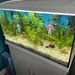 Aquarium komplett zu verkaufen  - Bild 4