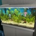 Aquarium komplett zu verkaufen  - Bild 1