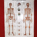 Lerntafelposter Das menschliche Skelett Anatomie  - Bild 1