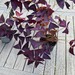 Oxalis triangularis , roter Glücksklee - Bild 1