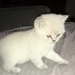 BKH Blue Point Kater sucht neue Familie 600 VB - Bild 1