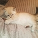 BKH Blue Point Kater sucht neue Familie 600 VB - Bild 3