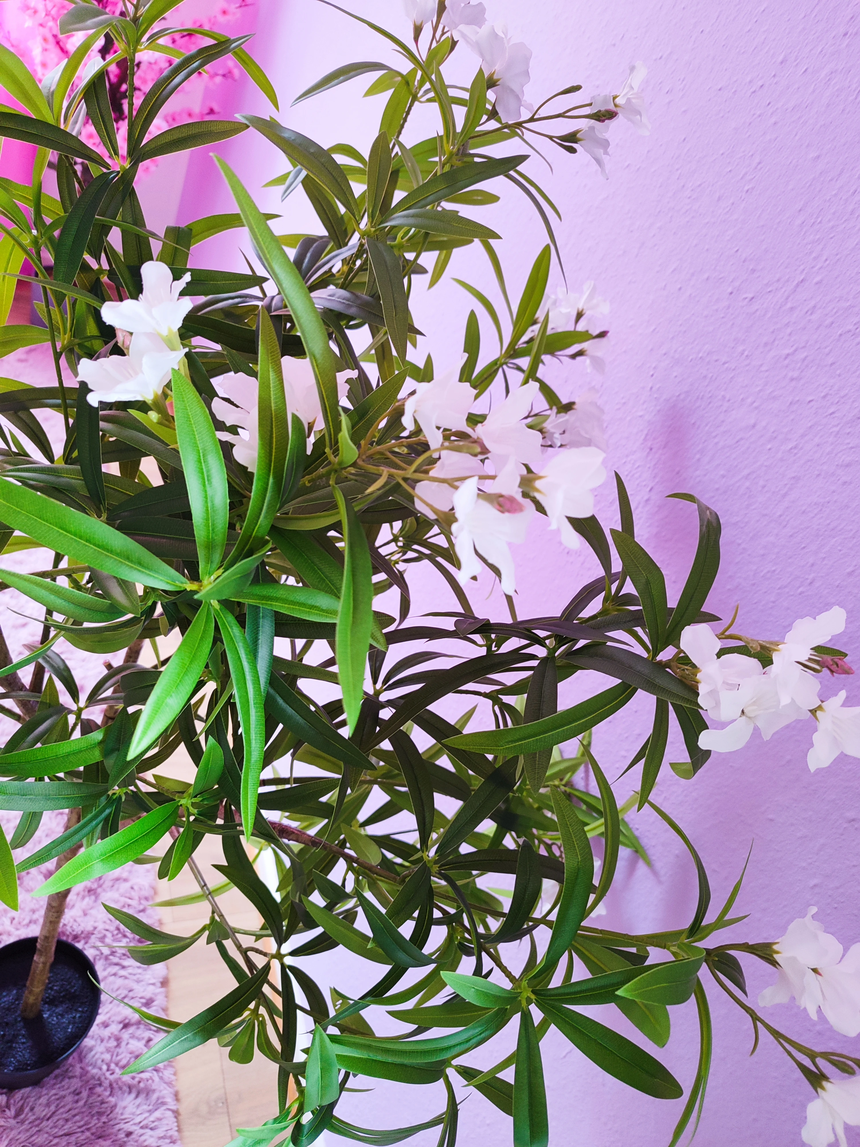 Weiße Blüten 