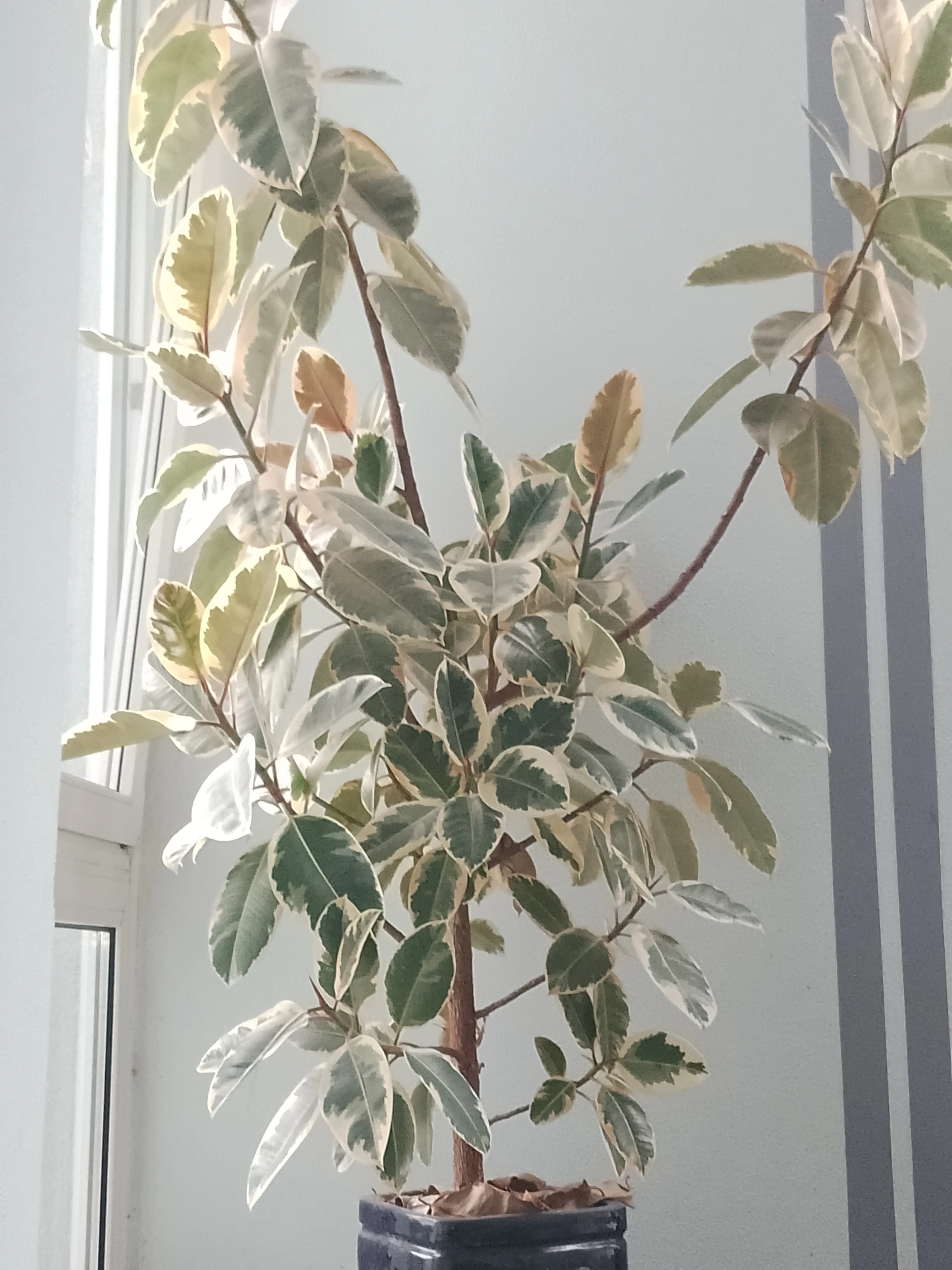 Gummibaum (Ficus elastica)