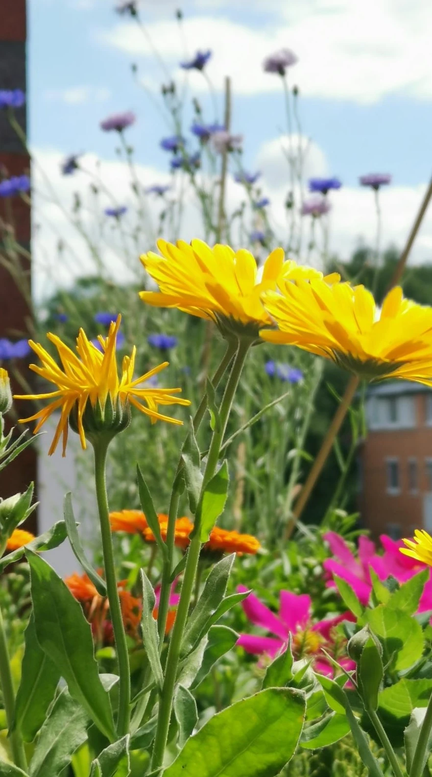 Bunte Blumen in Blumenkästen