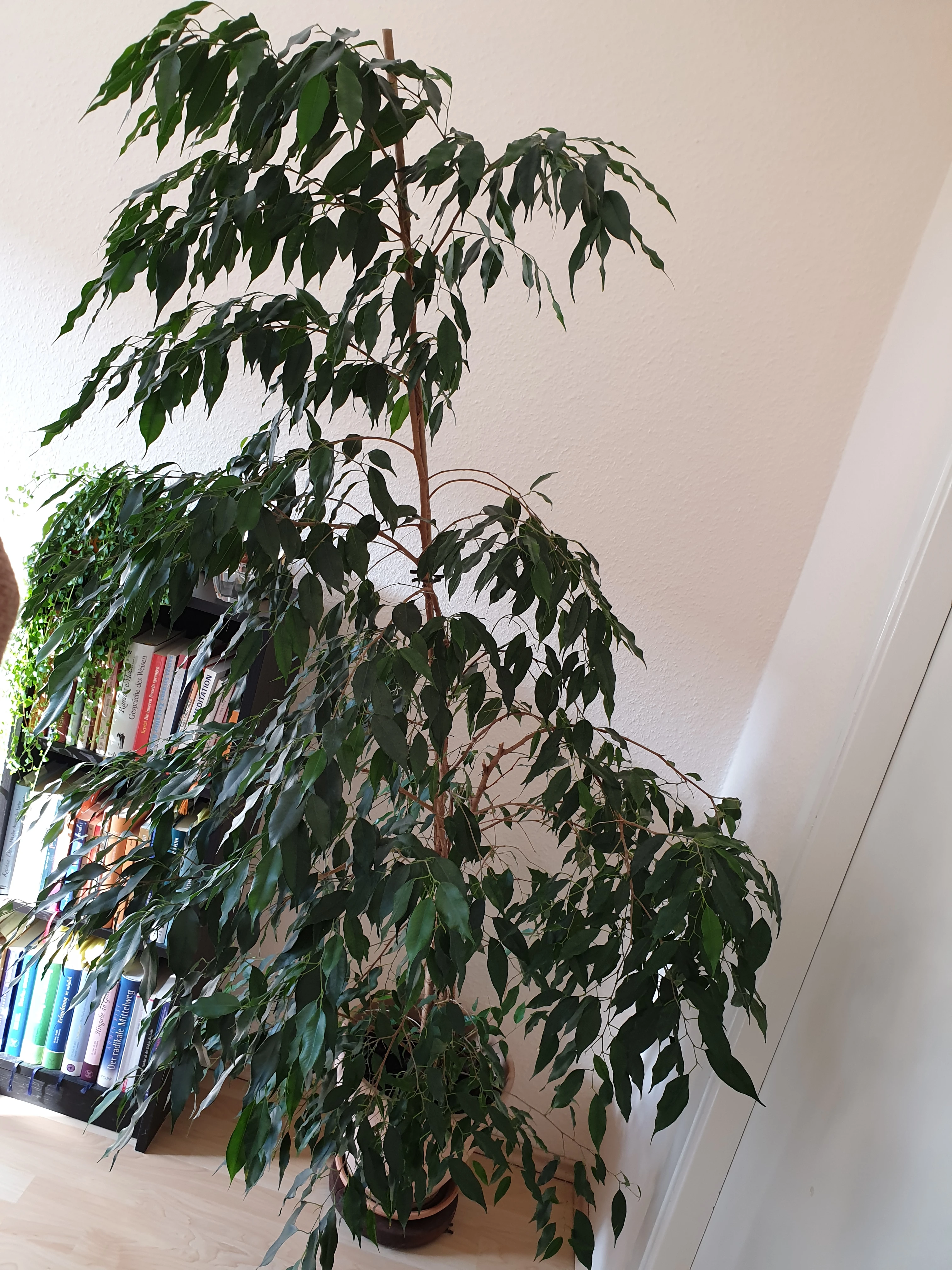 Ficus