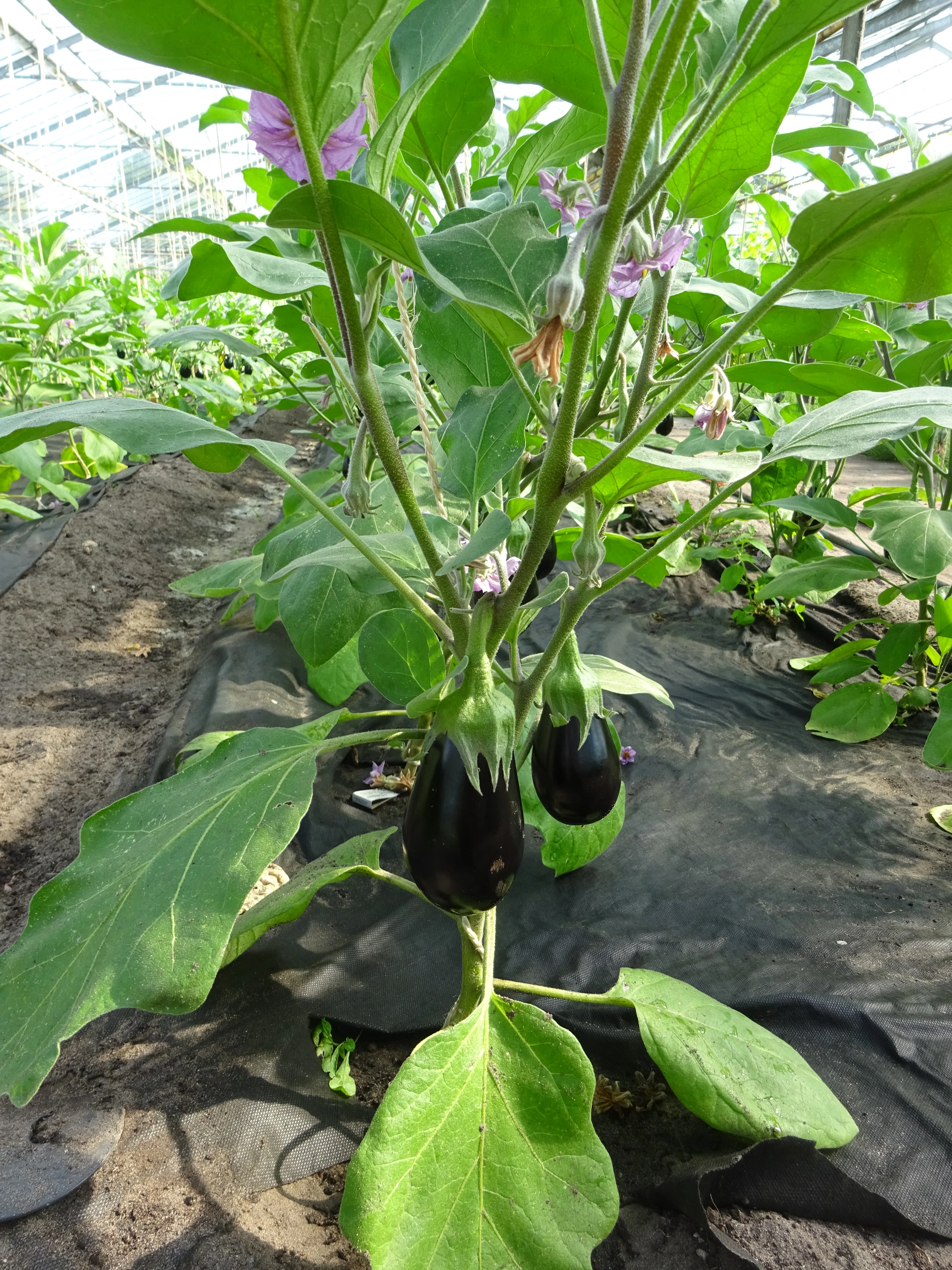 Gewächshauskultur Aubergine