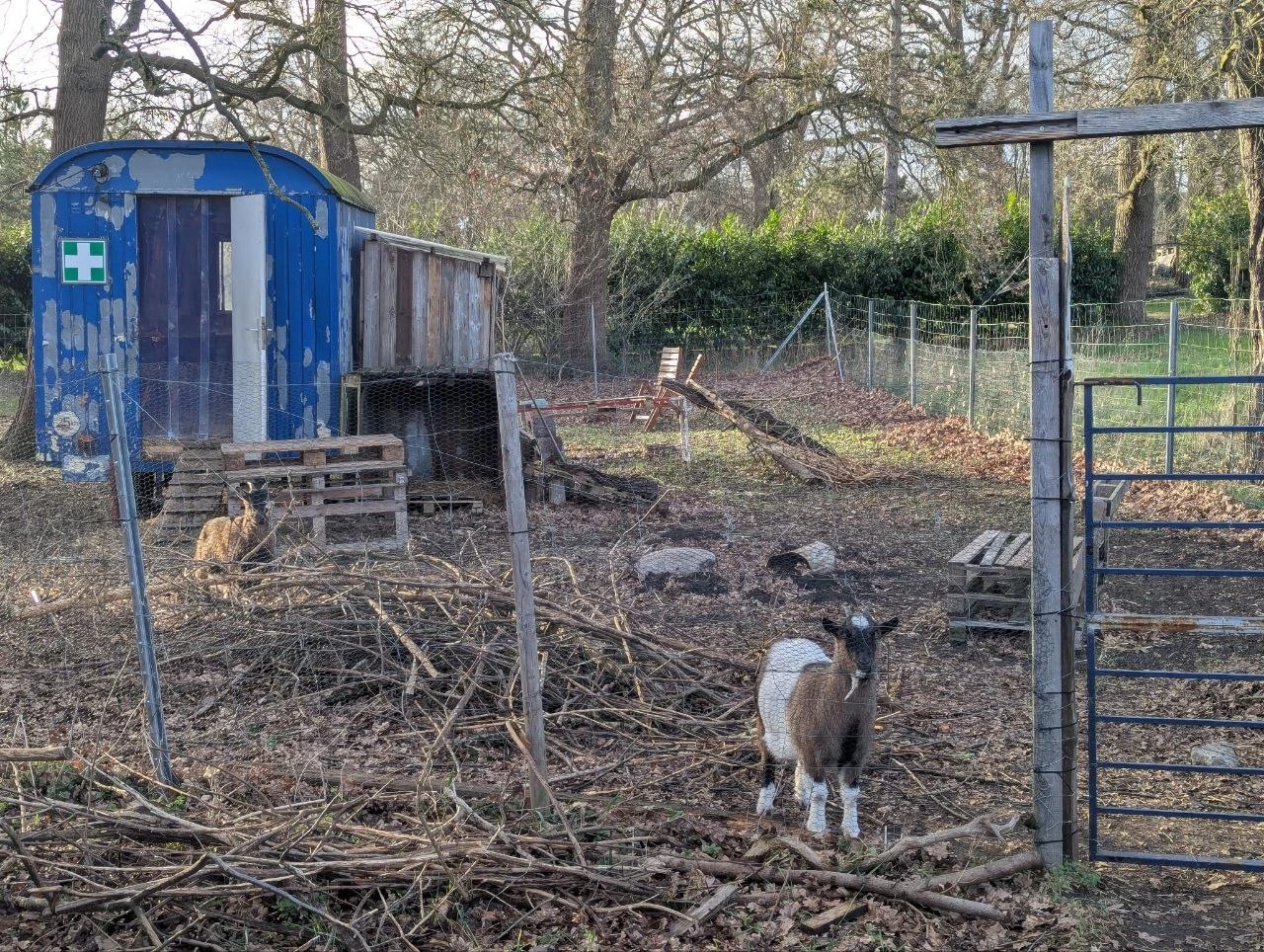Ziegen (direkt neben Garten)