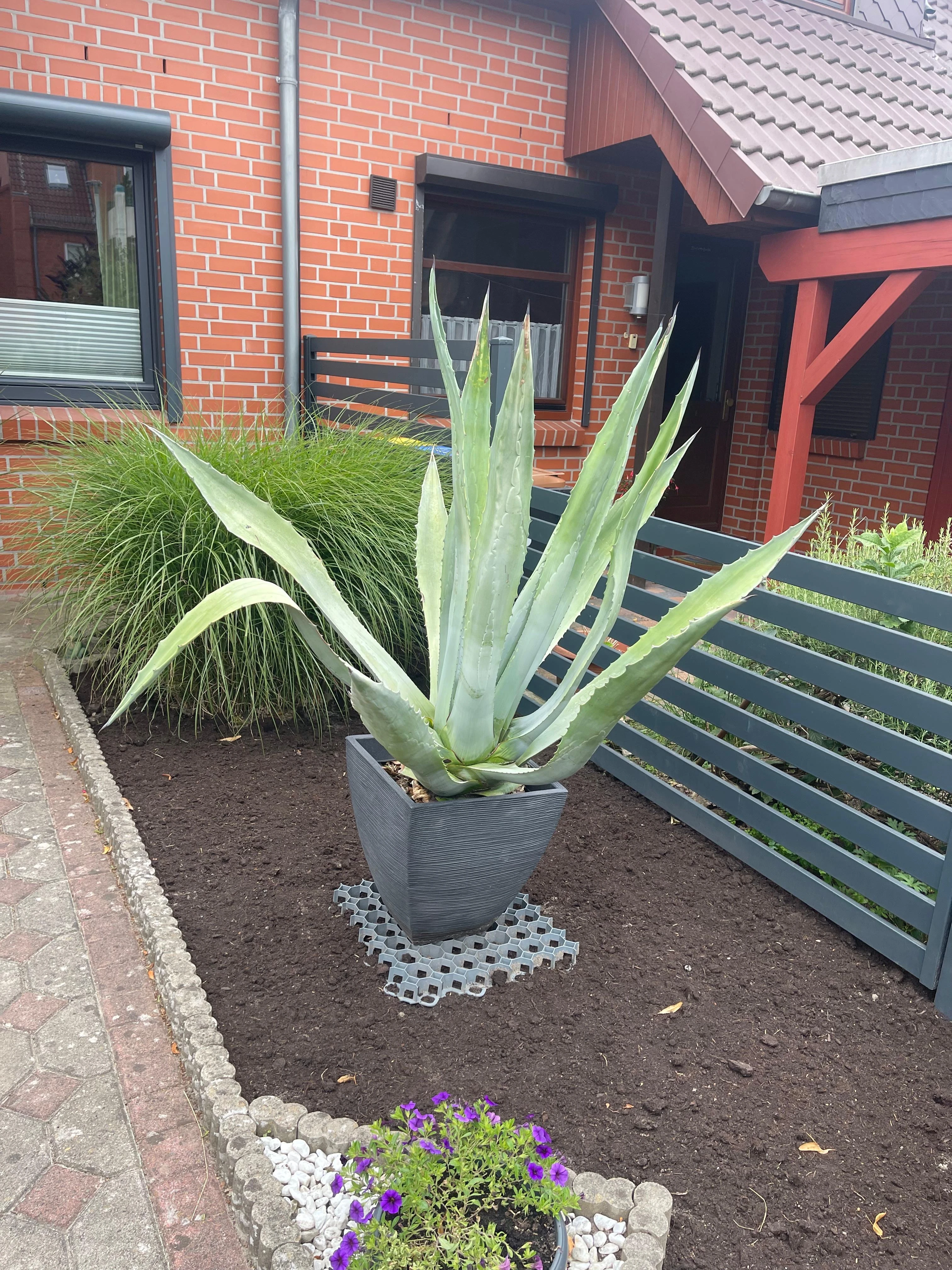 Agave