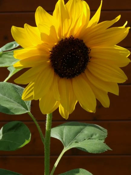 Sonnenblume