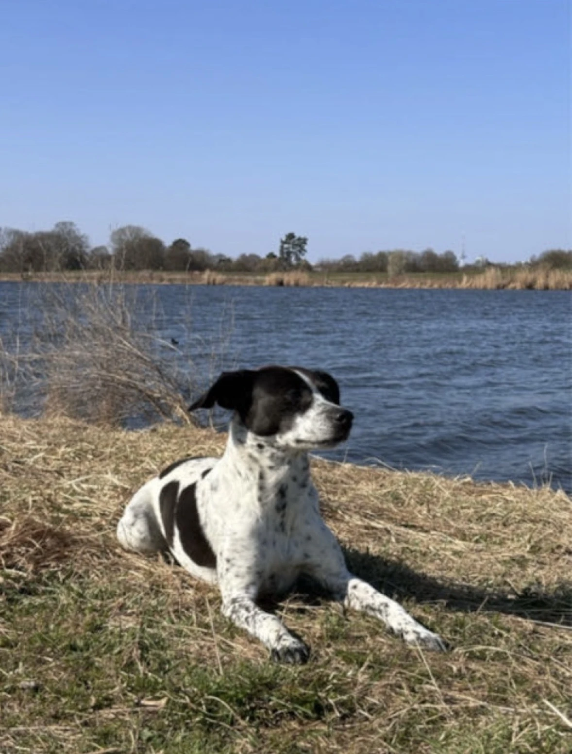 Hund 