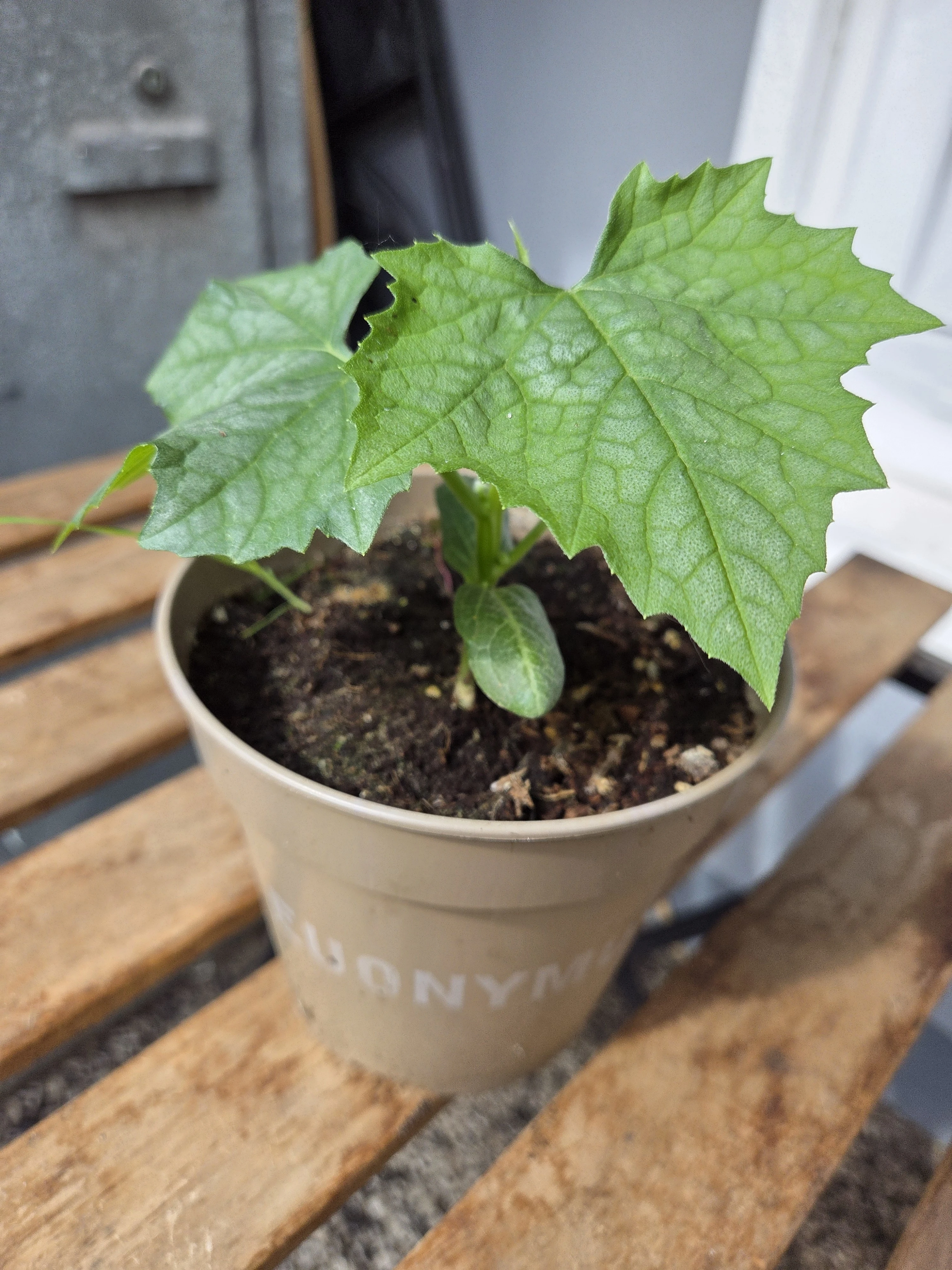 Luffa selbst gezogen