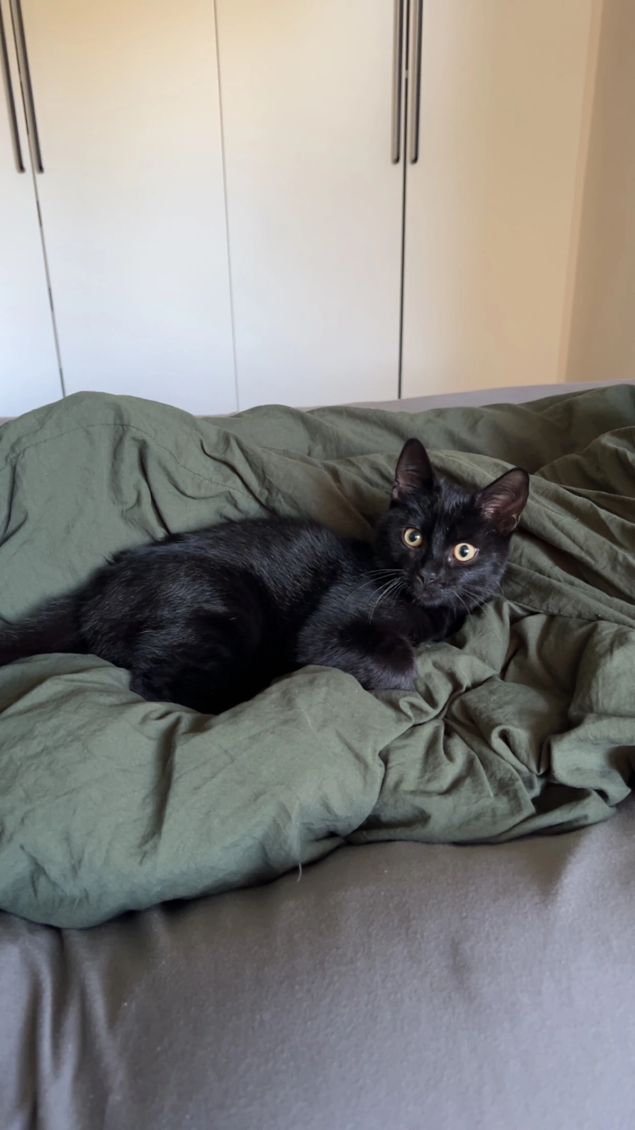 Kitten schwarz 