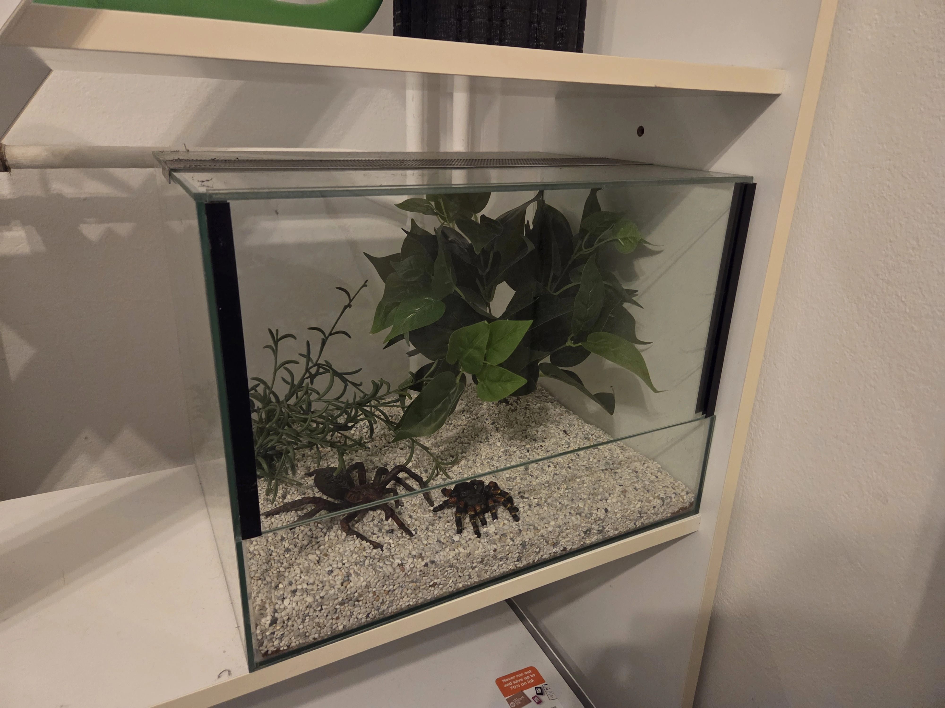 Terrarium