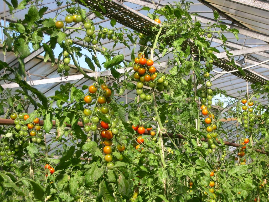 Tomaten