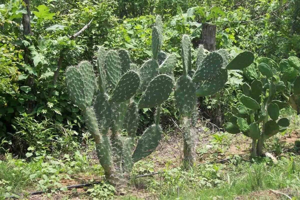 Mexikanische Nopales
