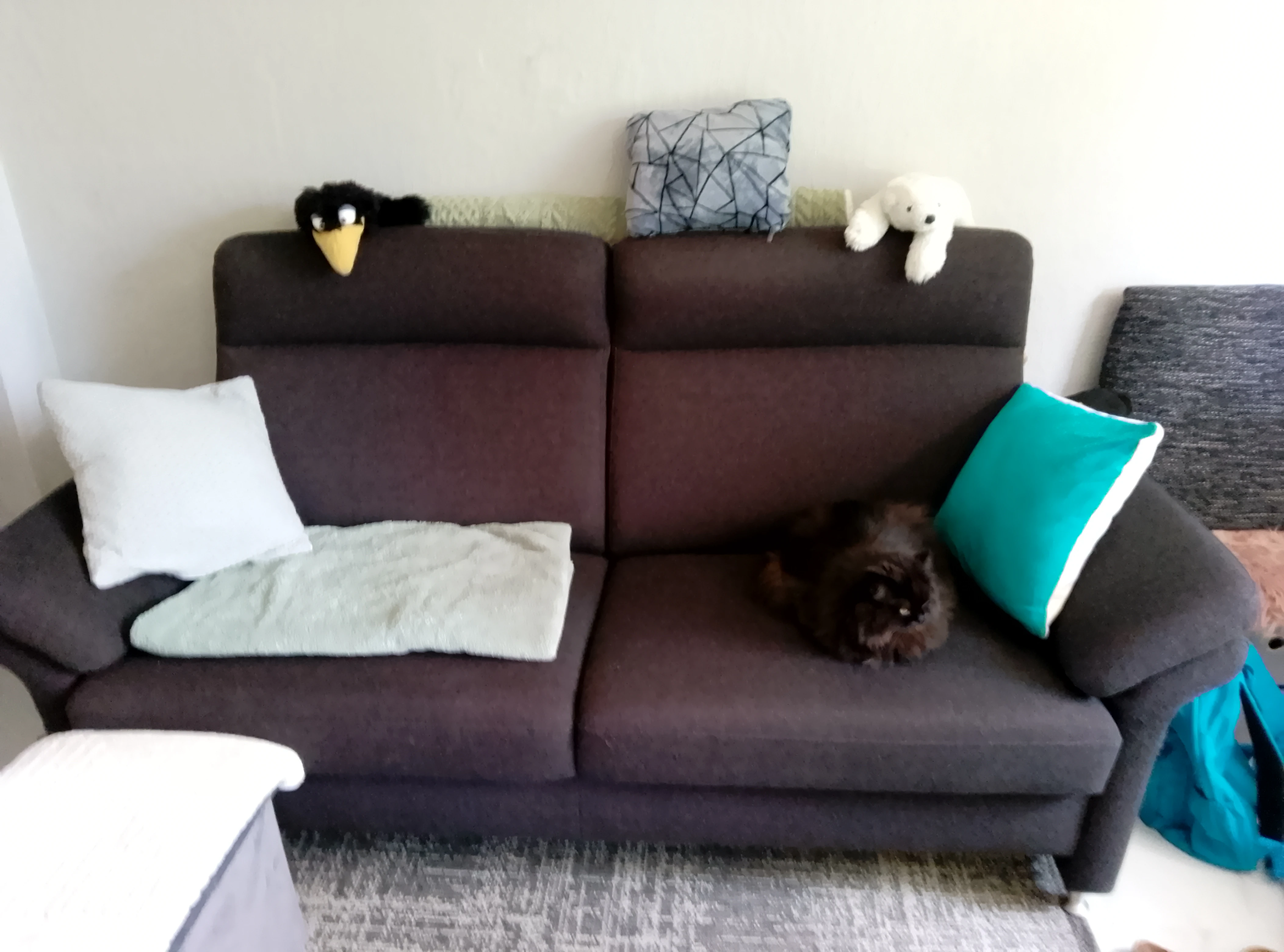 Sofa ohne Kissen und Katze