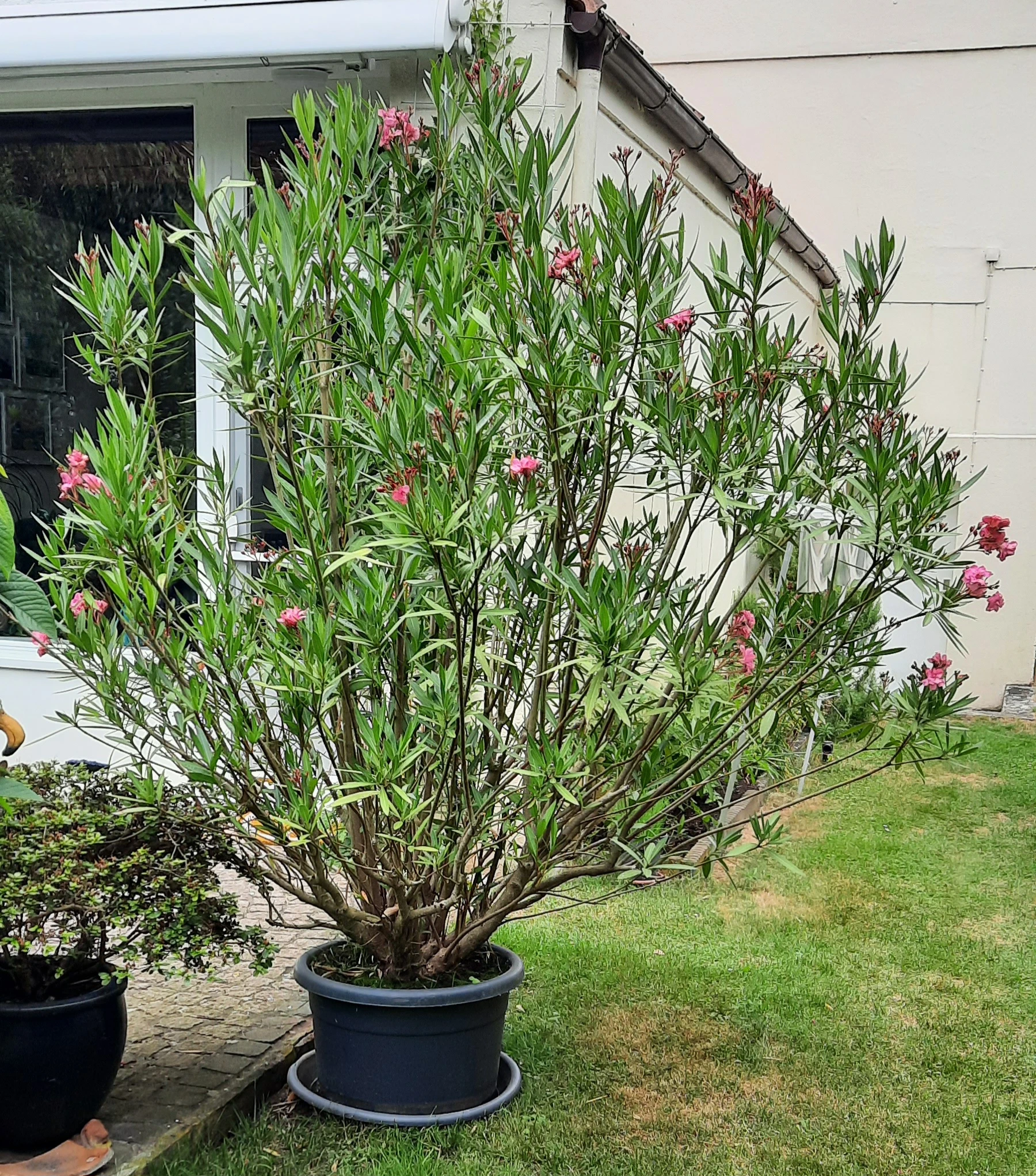 Oleander,  Höhe ca. 2 m