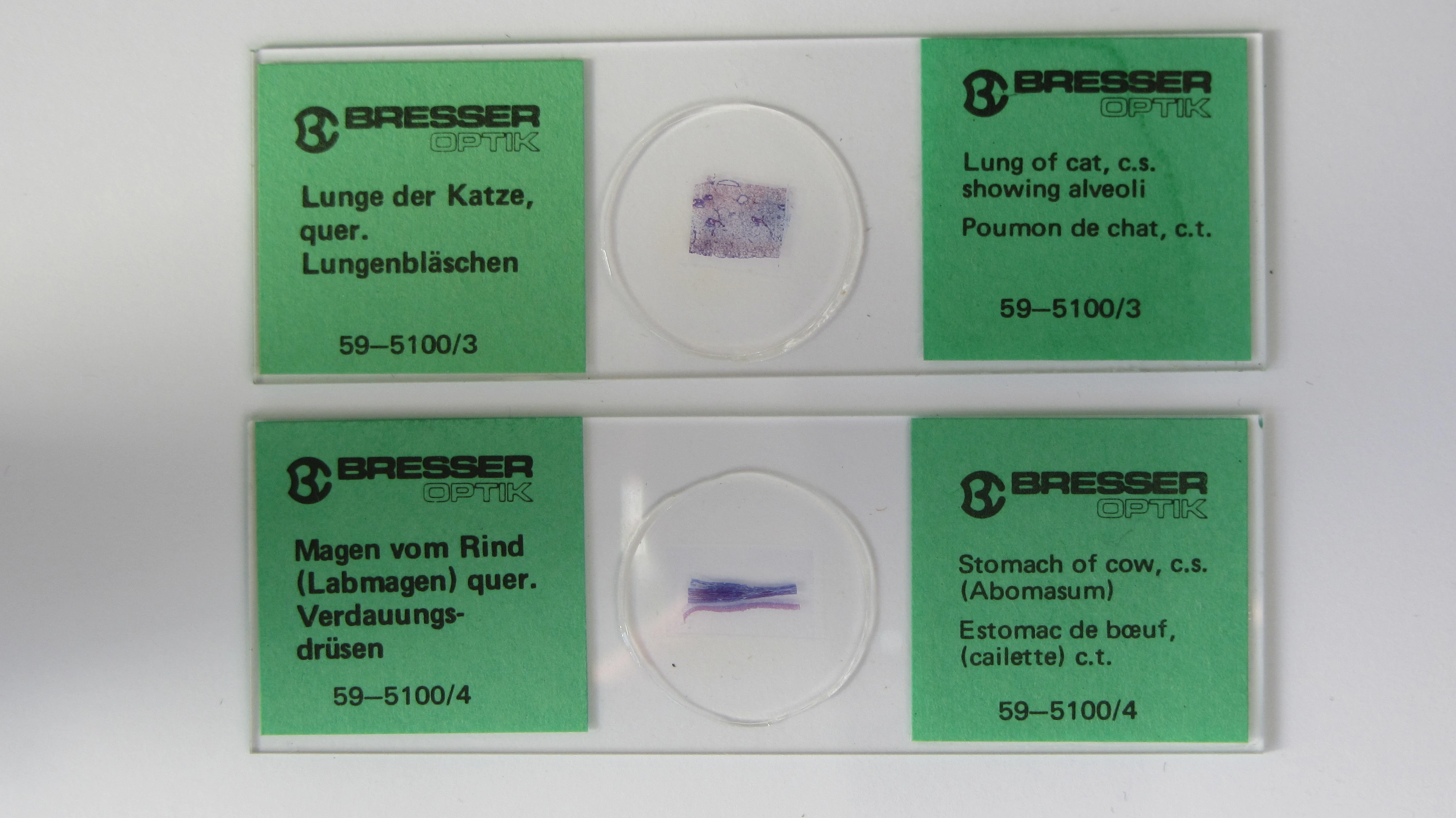 Objektträger für die Mikroskopbetrachtung