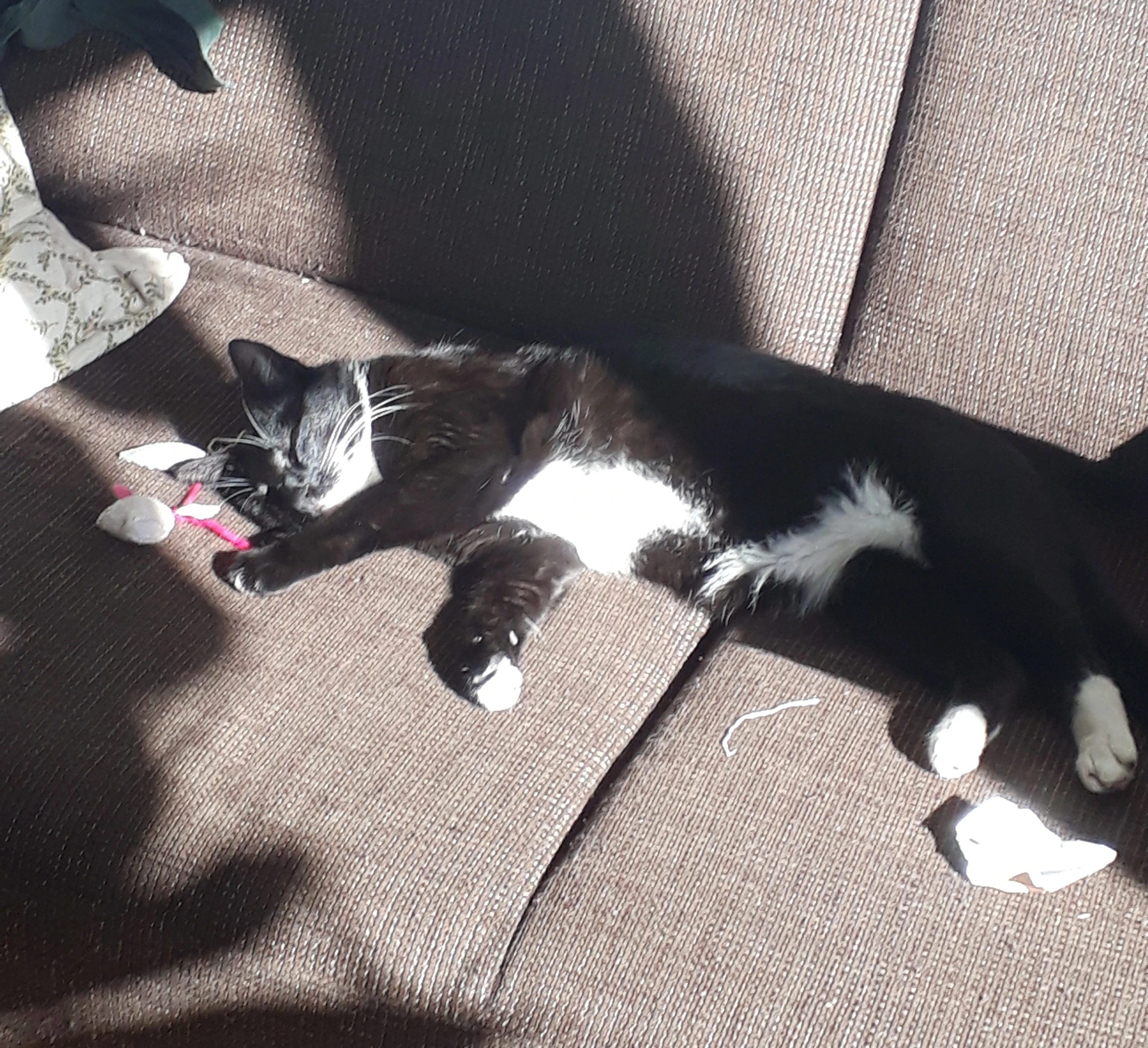 GESUCHTE KATZE