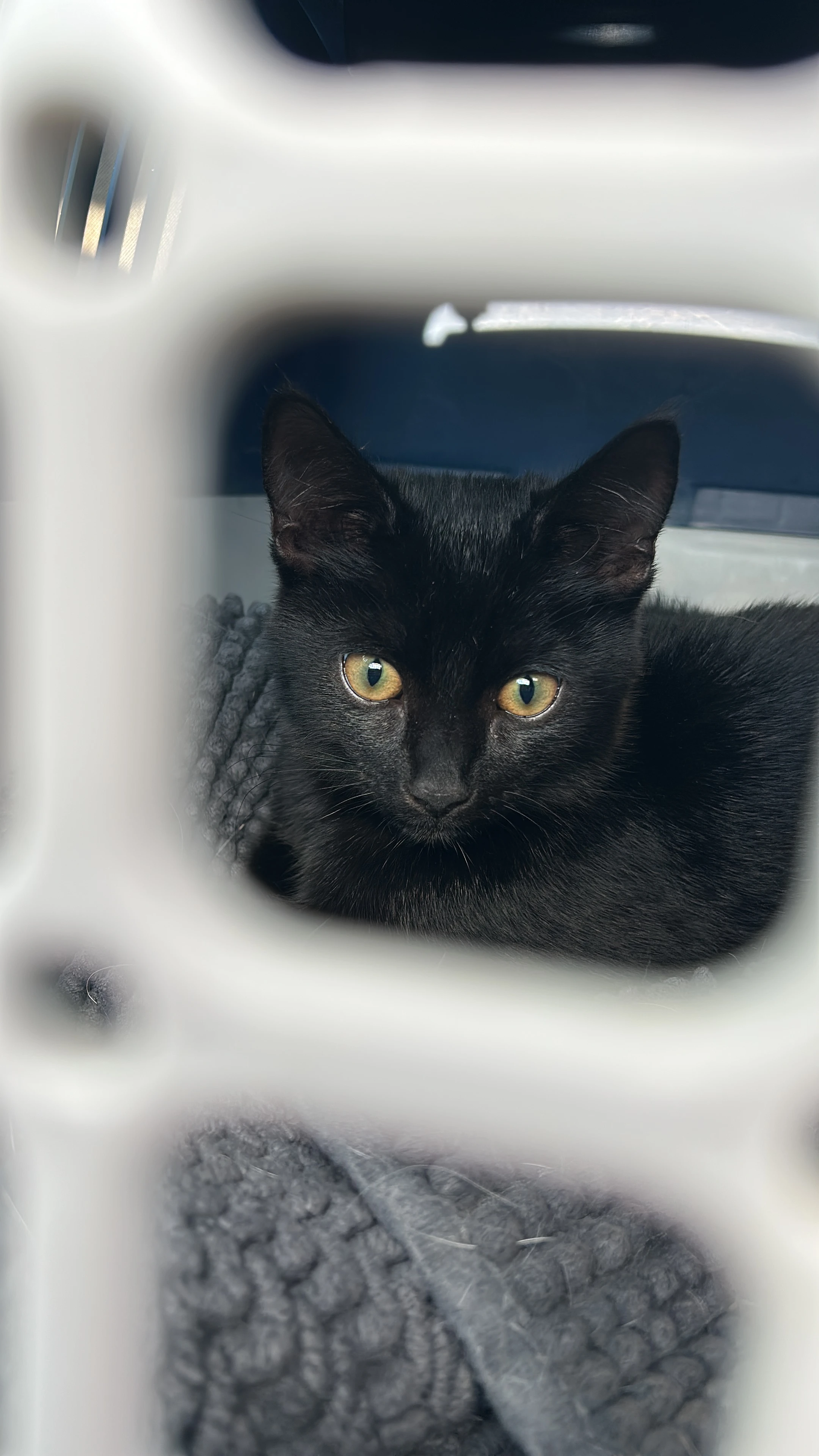 Kitten schwarz 
