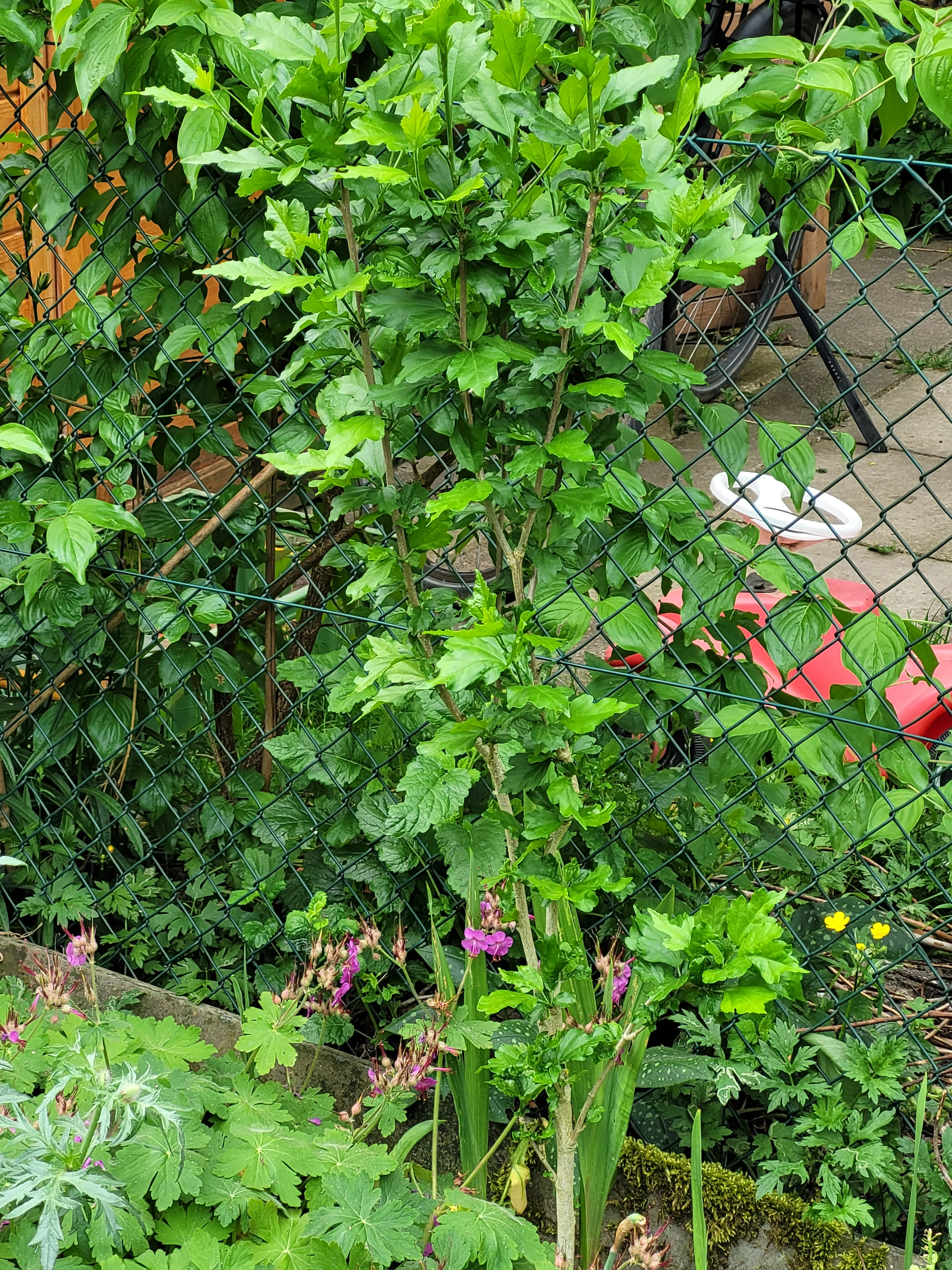 Hibiscus