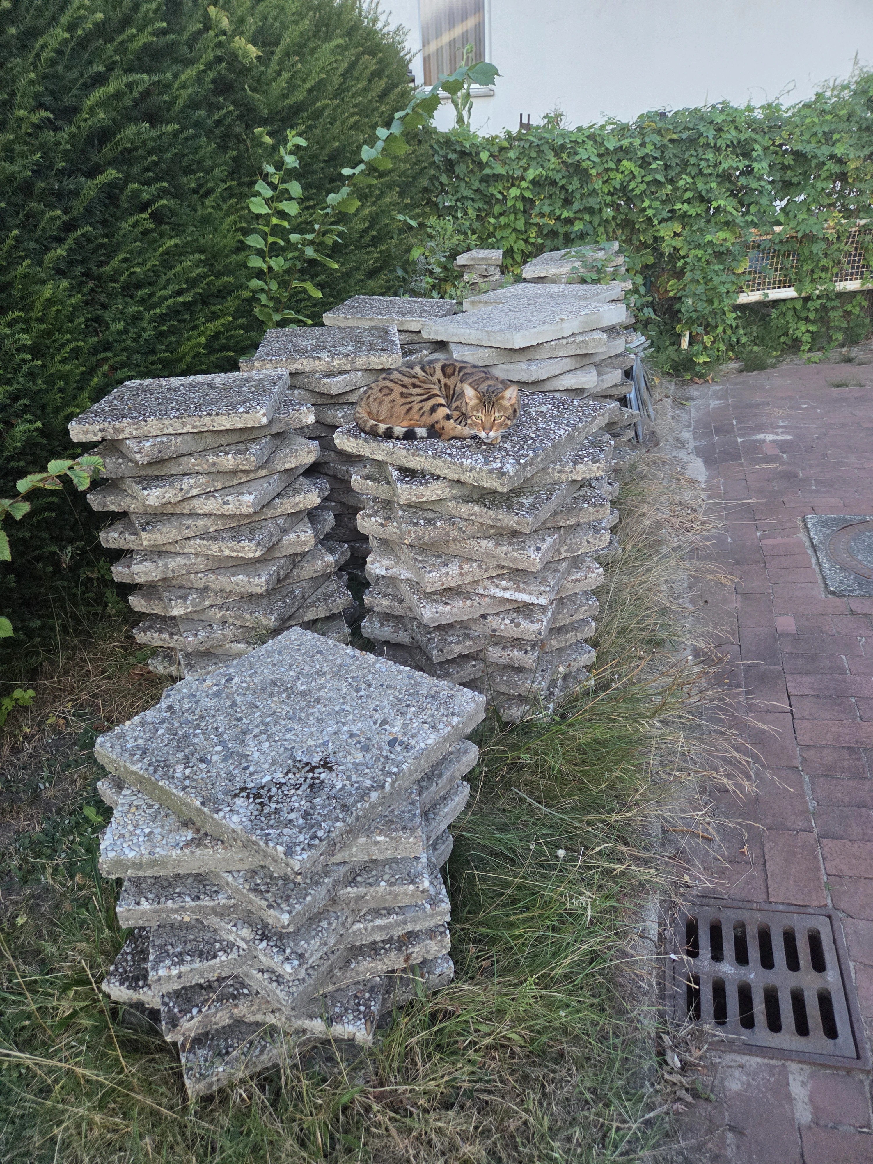 Katze ist nicht mit dabei