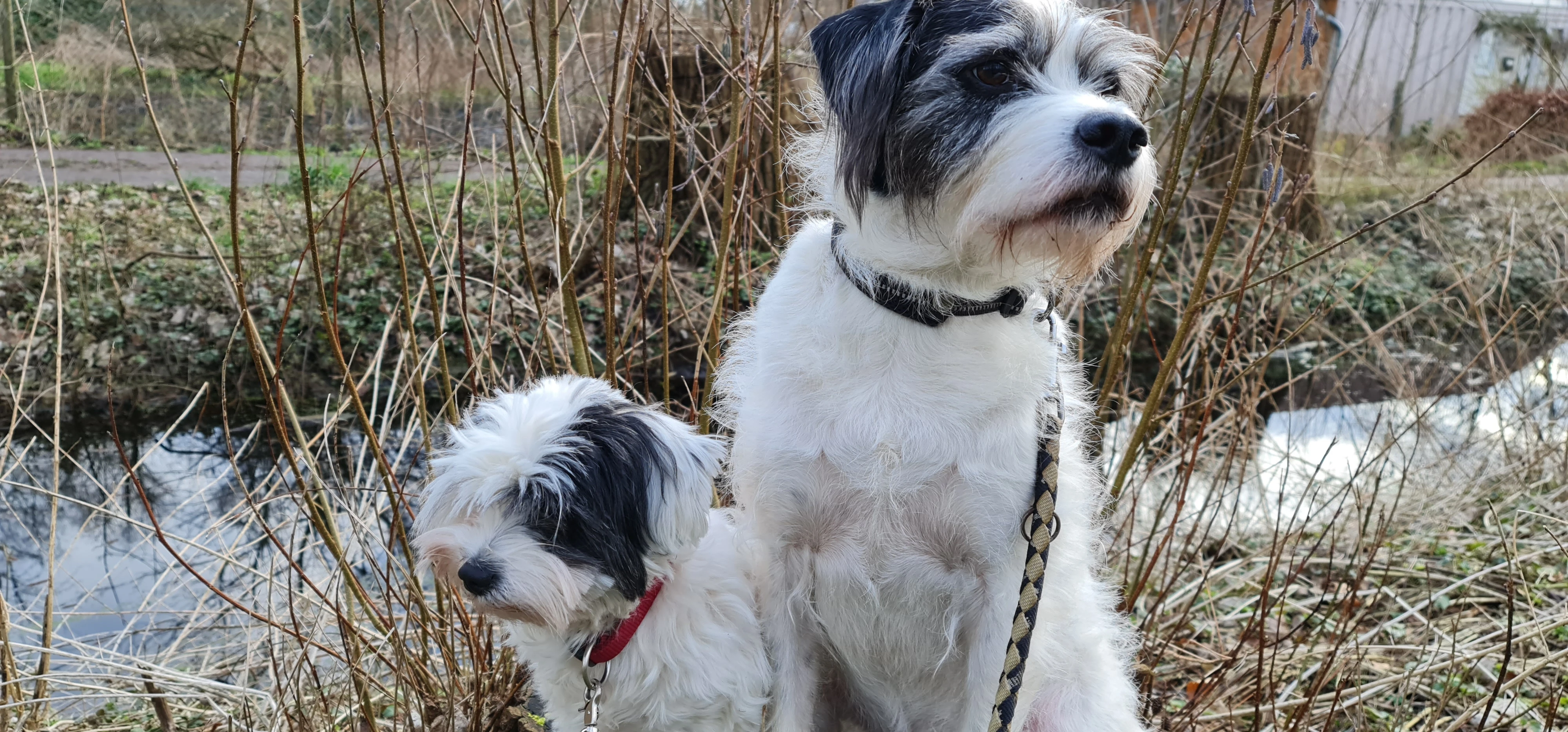 meine Hunde