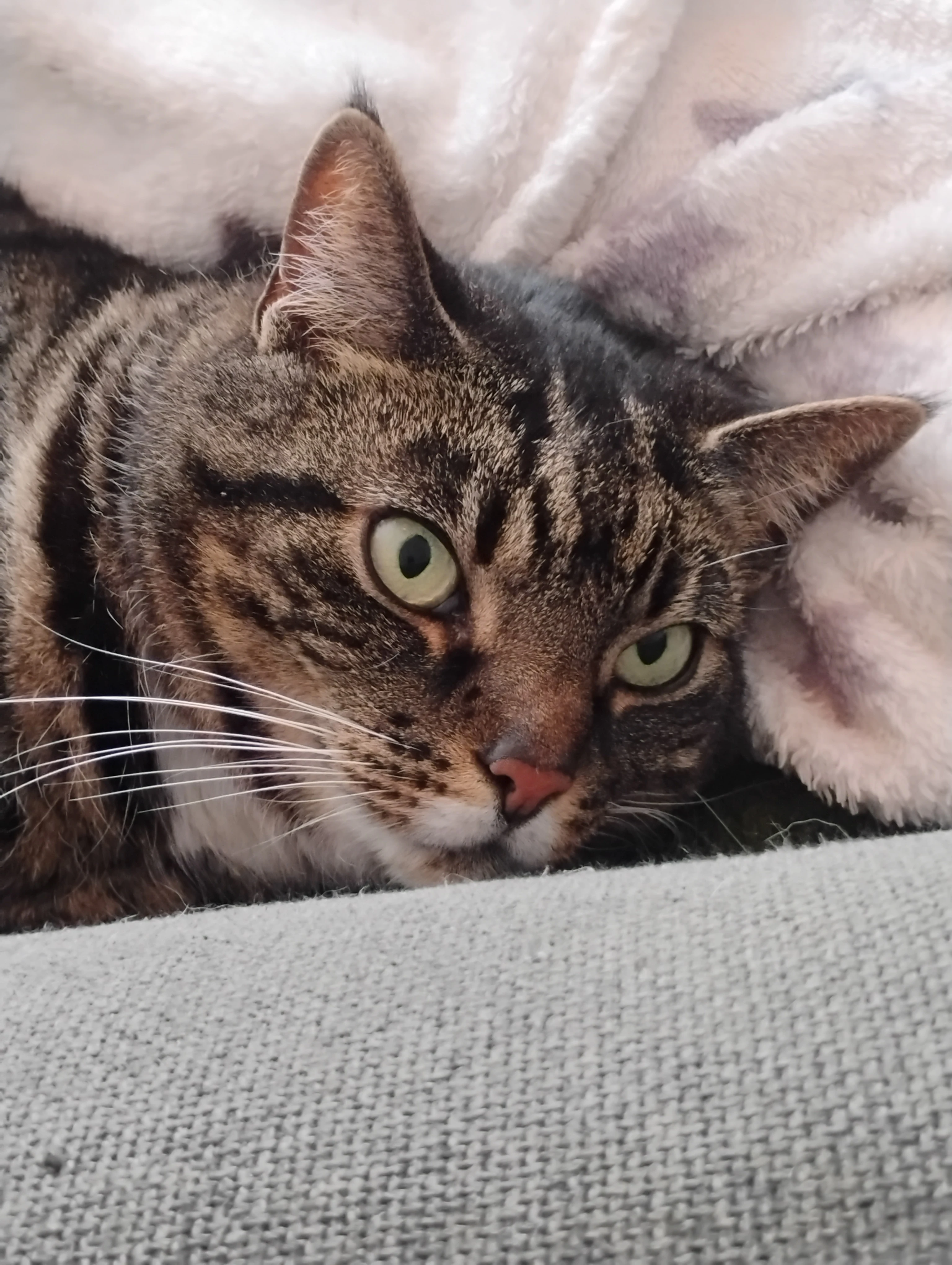 Nala