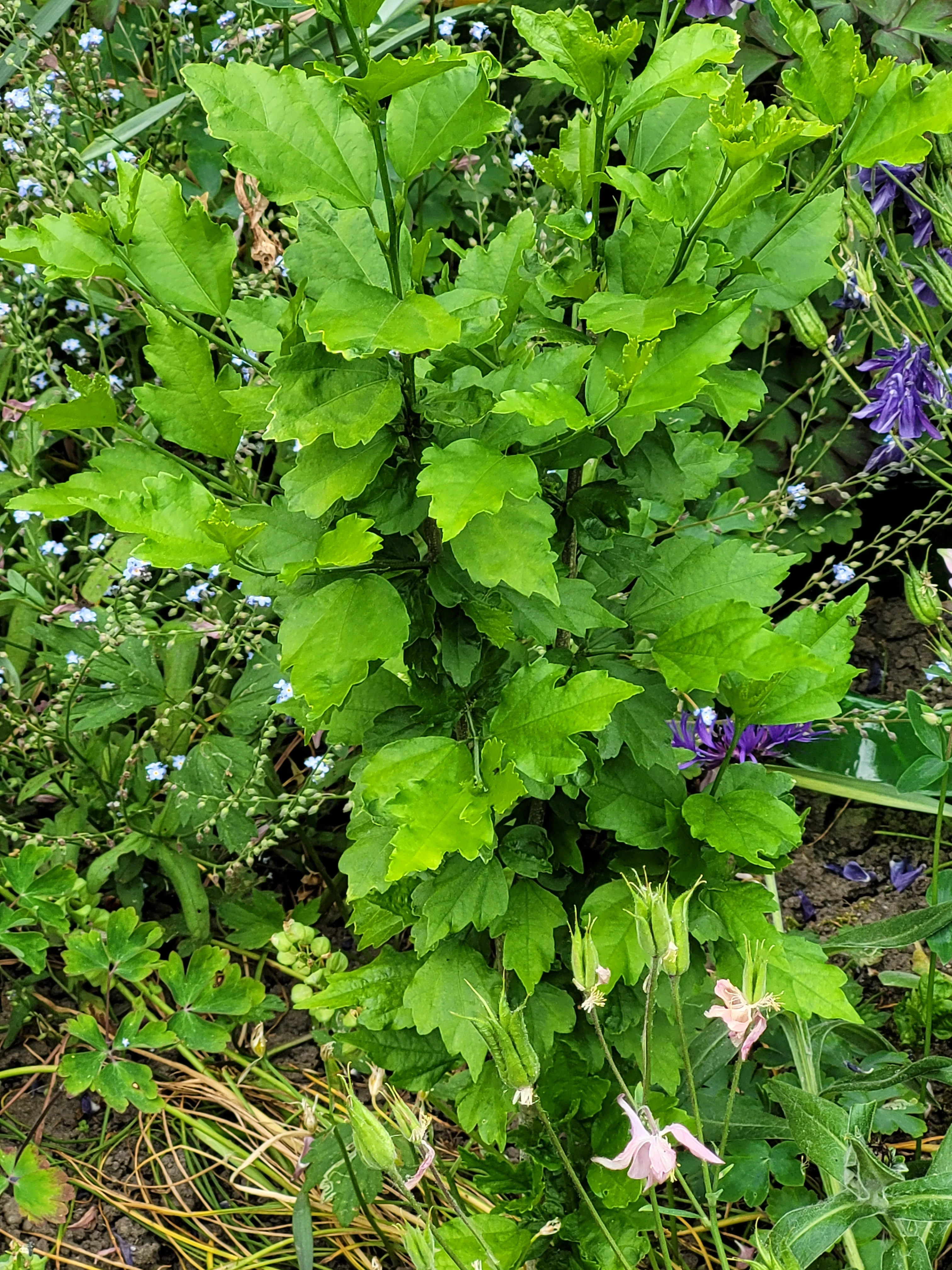 Hibiscus 