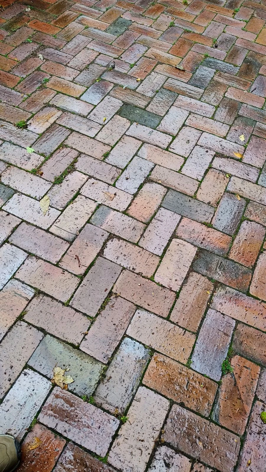 bei Nässe noch schöner 1