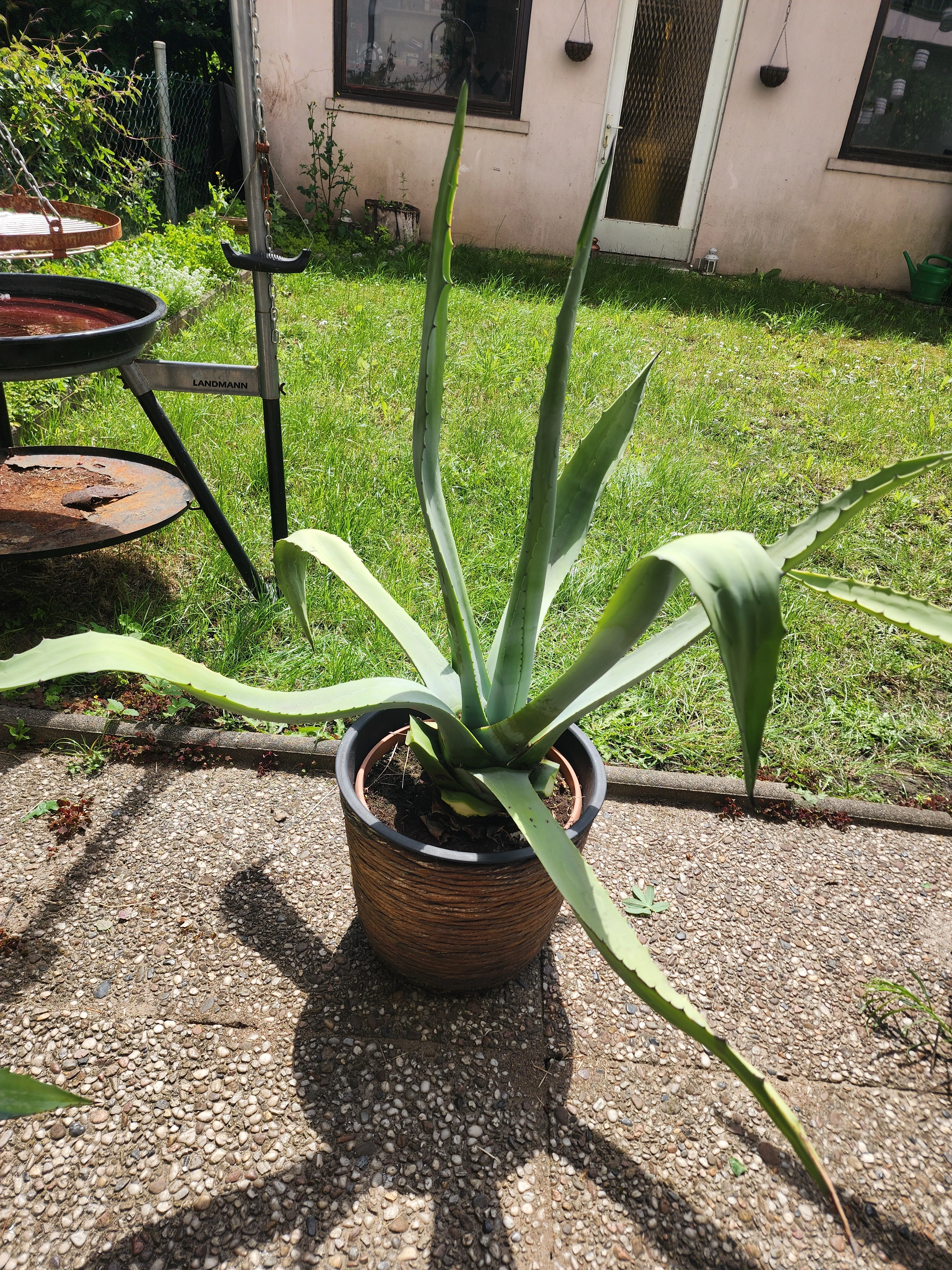 Agave