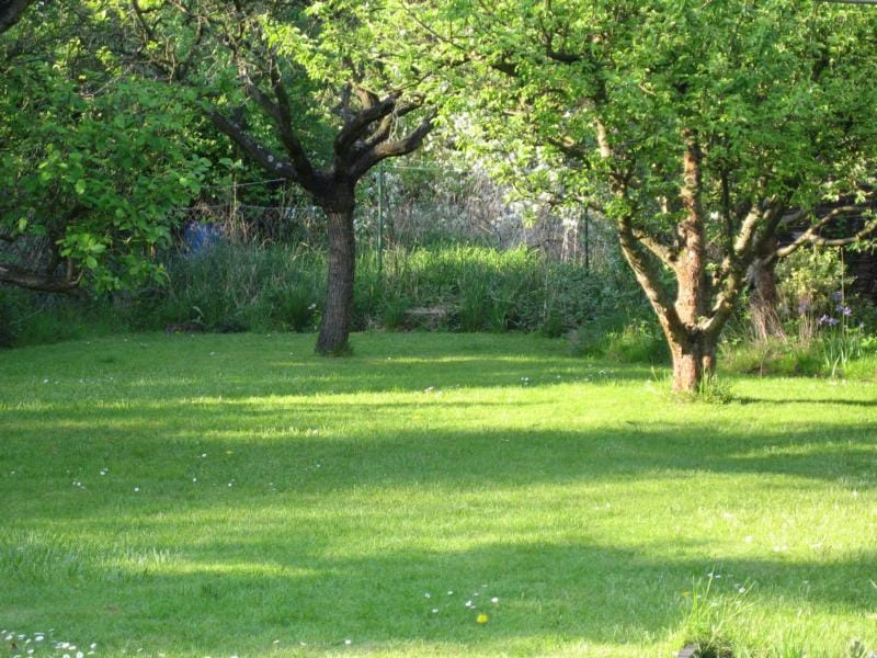 Obstbäume 