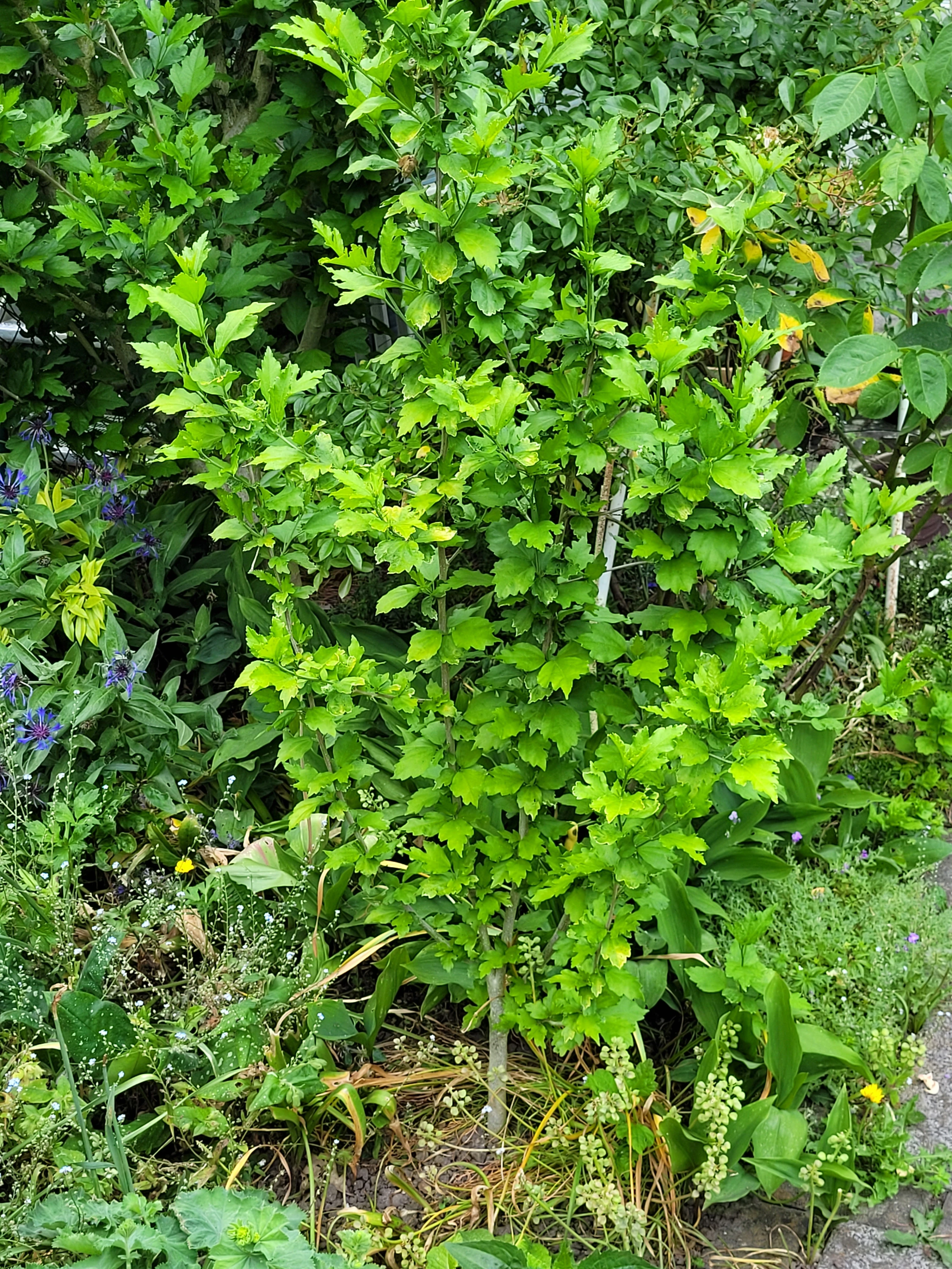 Hibiscus