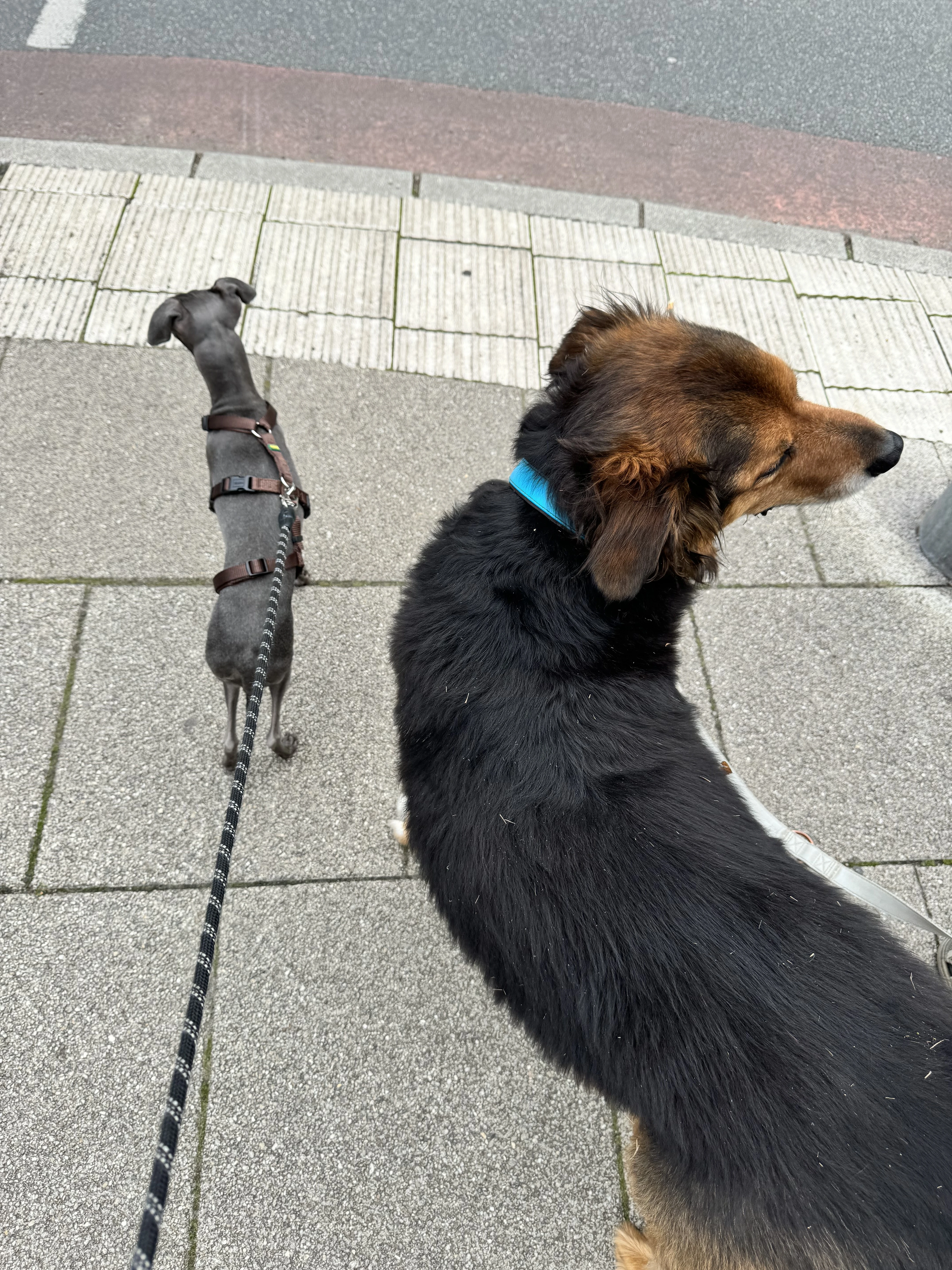 Kleine und große Hunde 